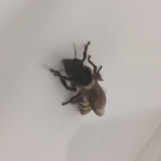 black_dwarf_honey_bee