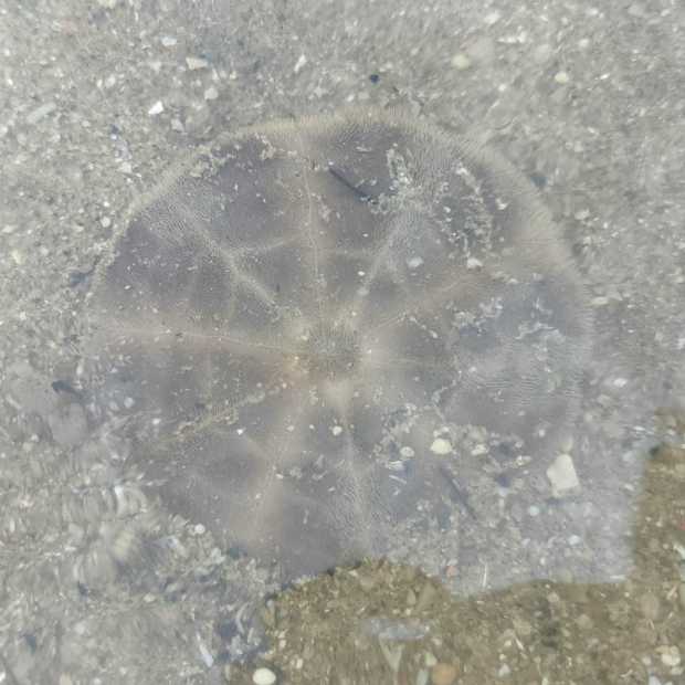 cake_sand_dollar