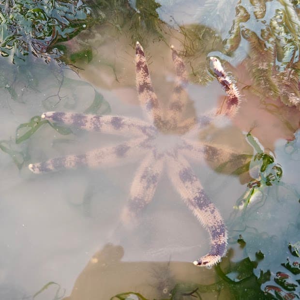 eight_arm_sea_star