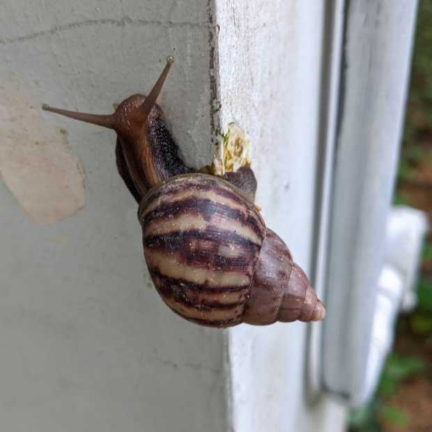 giant_african_snail