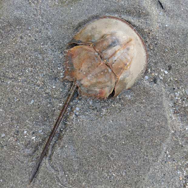 horseshoe_crab