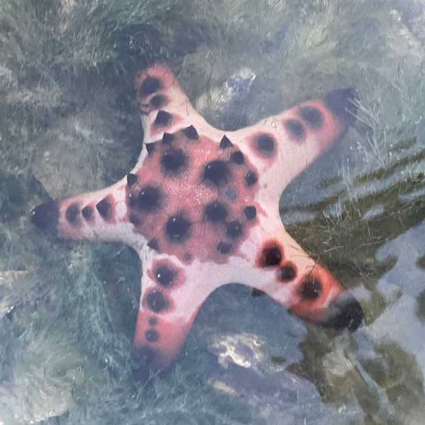knobbly_sea_star
