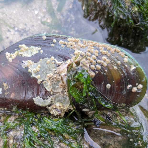 mussel
