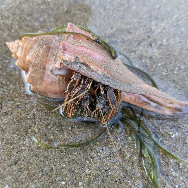 orange_striped_hermit_crab