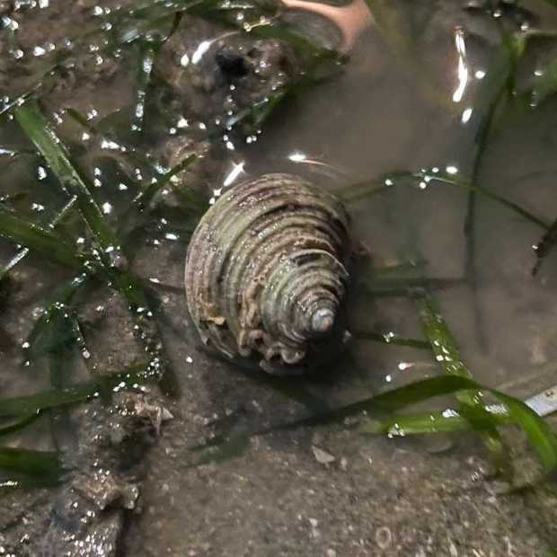 periwinkles_snail