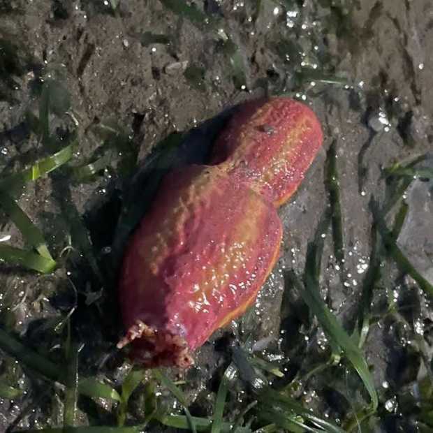 pink_warty_sea_cucumber