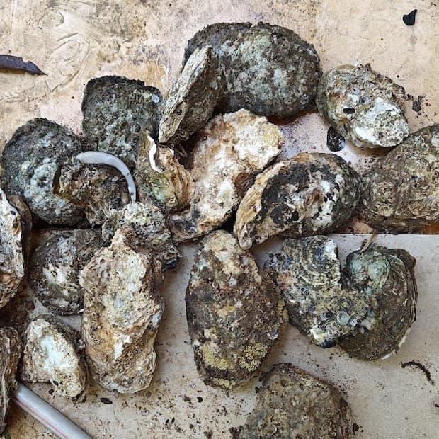 rock_oysters