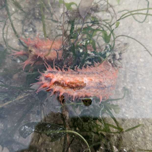 thorny_sea_cucumber