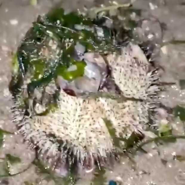 white_slamacis_urchin